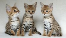 Savannah Kittens - Ready Now Image eClassifieds4u 3