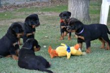 Vaccinated Rottweiler puppies for new homes Image eClassifieds4u 3