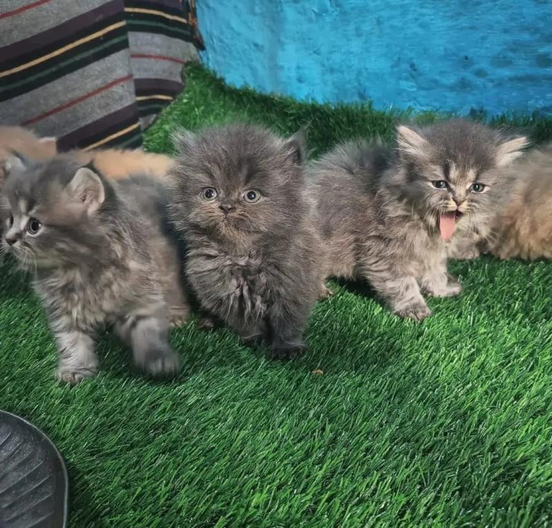 Persian kittens available Image eClassifieds4u