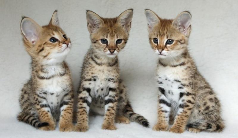 Savannah Kittens - Ready Now Image eClassifieds4u