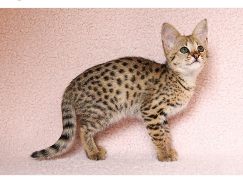 Savannah Kittens - Ready Now Image eClassifieds4u