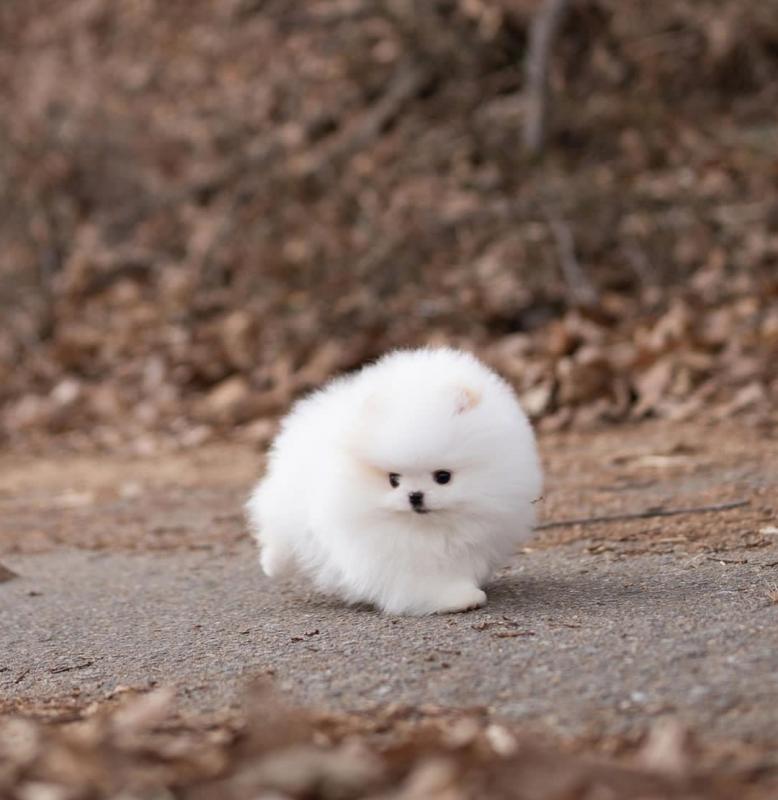 Tiny Pomeranian puppies for sale Image eClassifieds4u