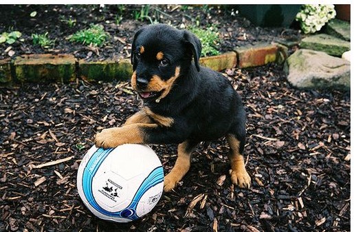 Vaccinated Rottweiler puppies for new homes Image eClassifieds4u