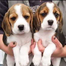 beagle puppies available (stancyvalma@gmail.com)
