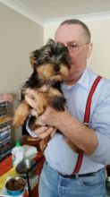 Cute Yorkshire Terrier puppies