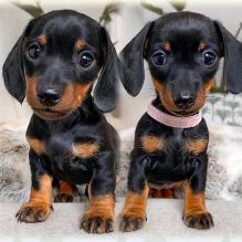 Dachshund Puppies FOR Adoption (smithpatience13@gmail.com)