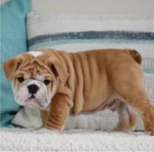 Male and female English Bulldog puppies available