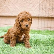 Poodles Puppies For Adoption (stellajames1243@gmail.com)