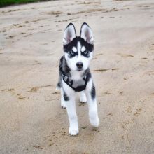 Siberian husky puppies for Adoption (elizabethjames11321@gmail.com)