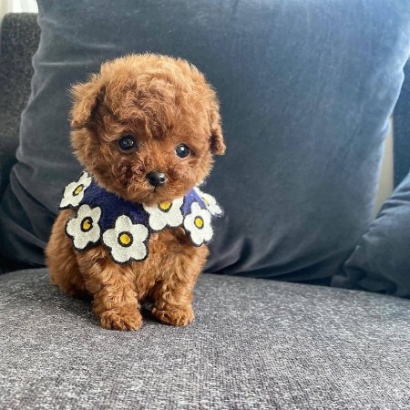 Beautiful CKC Toy Poodle puppies available Image eClassifieds4u