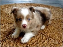 Adorable Australian Shepherd puppies for Adoption Image eClassifieds4u 2