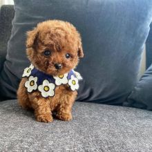 Beautiful CKC Toy Poodle puppies available Image eClassifieds4u 2