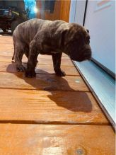 Home raised Male and Female Great Dane puppies Image eClassifieds4u 3