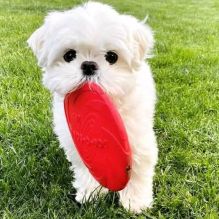 Maltese puppies for Adoption (cynthiamorgan1132@gmail.com) Image eClassifieds4U