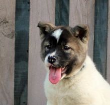 Super Cute Akita puppies for adoption