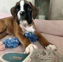 BOXER PUPPIES ARE READY TO GO TO THEIR NEW HOMES Image eClassifieds4U