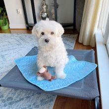 Maltese Puppies Ready For Adoption Image eClassifieds4u 1