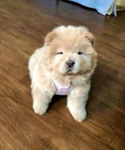 Healthy male and female Chow Chow Puppies for adoption