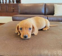 Charming Dachshund male and female Puppies for adoption