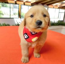 male and female Golden Retriever Puppies for adoption