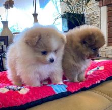 Charming male and female Pomeranian Puppies for adoption
