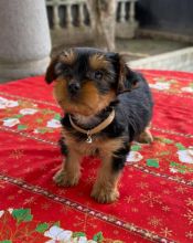 Gorgeous male and female Yorkire Puppies for adoption