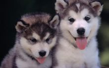 Alaskan Malamute Puppies Available (267) 820-9095 or amandamoore339@gmail.com