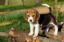 Beagle puppies Available (267) 820-9095 or amandamoore339@gmail.com