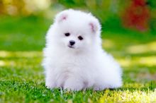 Charming lovely POMERANIAN Puppies for sale (267) 820-9095 or amandamoore339@gmail.com