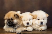 Chow Chow Puppies Available (267) 820-9095 or amandamoore339@gmail.com