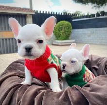 Bulldog Puppies for adoption