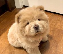 Charming male and female Chow Chow Puppies for adoption