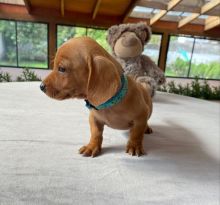 Cute Lovely male and female Dachshund Puppies for adoption