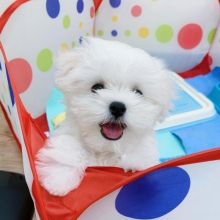 male and female Maltese Puppies for adoption