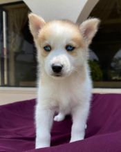 T-Cup male and female Siberian Husky Puppies for adoption