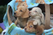 Dachshund PUPPIES Available (267) 820-9095 or amandamoore339@gmail.com