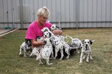 Dalmatian Puppies For Sale (267) 820-9095 or amandamoore339@gmail.com