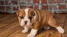 English Bulldog Puppies available (267) 820-9095 or amandamoore339@gmail.com