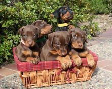 intelligent Doberman puppies available (267) 820-9095 or amandamoore339@gmail.com