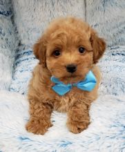 MALTIPOO PUPPIES Available (267) 820-9095 or amandamoore339@gmail.com