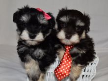 MINIATURE SCHNAUZER PUPPIES Available (267) 820-9095 or amandamoore339@gmail.com