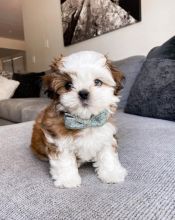SHIH TZU PUPPIES Available (267) 820-9095 or amandamoore339@gmail.com