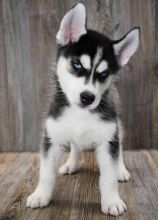 Siberian Husky Puppy for sale (267) 820-9095 or amandamoore339@gmail.com