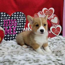 Welsh corgi puppies ready (267) 820-9095 or amandamoore339@gmail.com