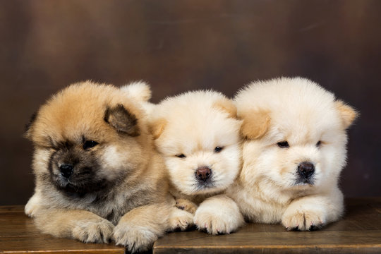 Chow Chow Puppies Available (267) 820-9095 or amandamoore339@gmail.com Image eClassifieds4u