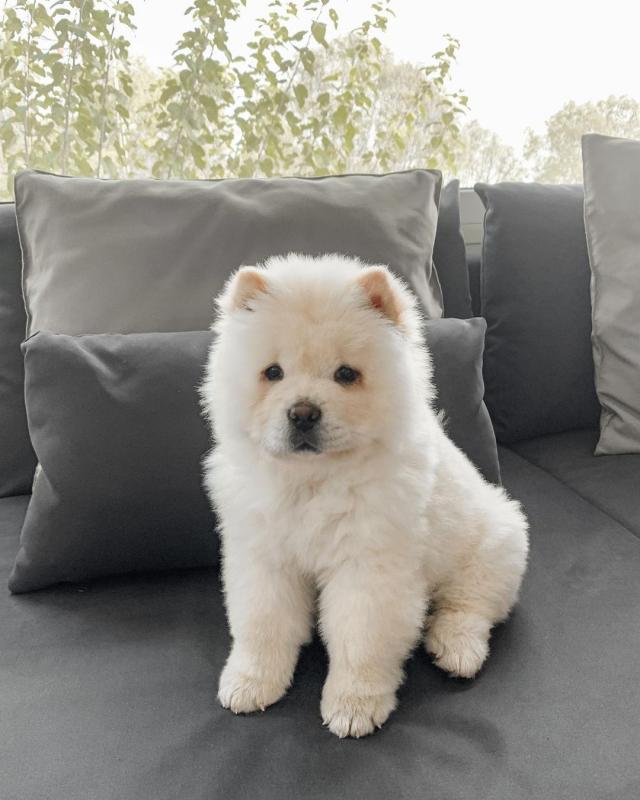 Chow Chow Puppies Ready For Adoption Image eClassifieds4u