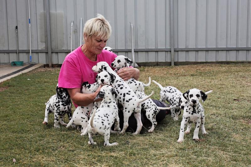 Dalmatian Puppies For Sale (267) 820-9095 or amandamoore339@gmail.com Image eClassifieds4u