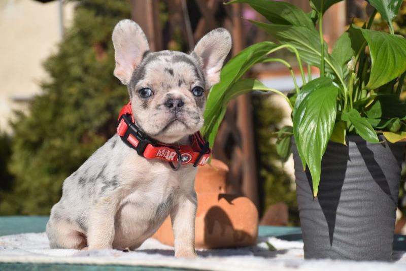 French Bulldog Puppies Available (267) 820-9095 or amandamoore339@gmail.com Image eClassifieds4u