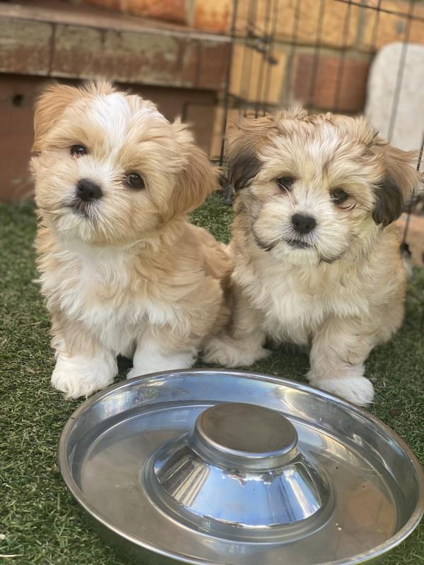 LHASA APSO PUPPIES Available (267) 820-9095 or amandamoore339@gmail.com Image eClassifieds4u