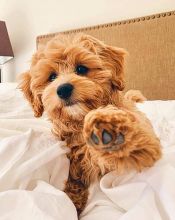 CAVAPOO PUPPIES Available (267) 820-9095 or amandamoore339@gmail.com Image eClassifieds4u 2